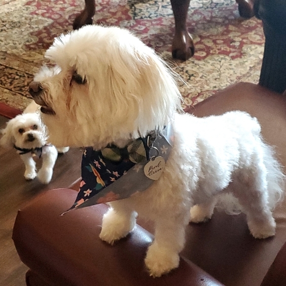 Jewelry - Meet Pixel and Mobo